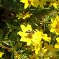 Meskel-Blüte